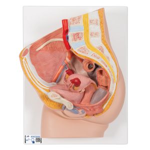 Pelvis femenina, 2 piezas - 3B Smart Anatomy